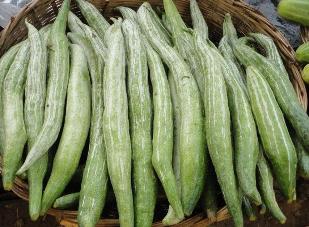Fresh Vegetables
